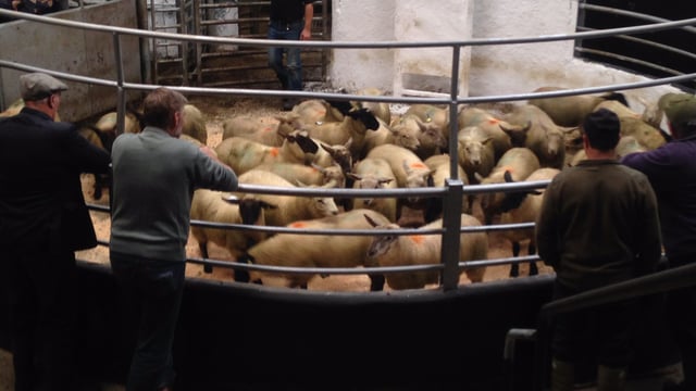 Sheep marts: Store lambs remain steady but hogget ewe buyers remain scarce