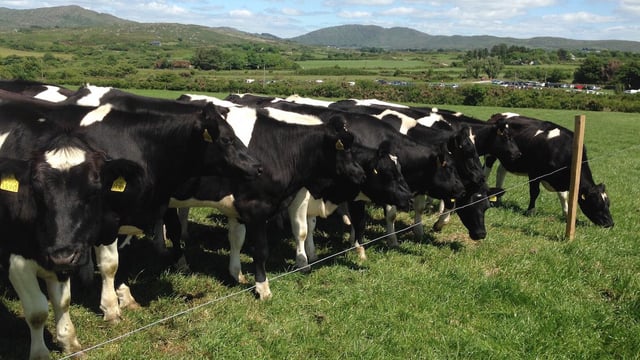 ICMSA calls for the immediate payment of EU milk reduction scheme monies