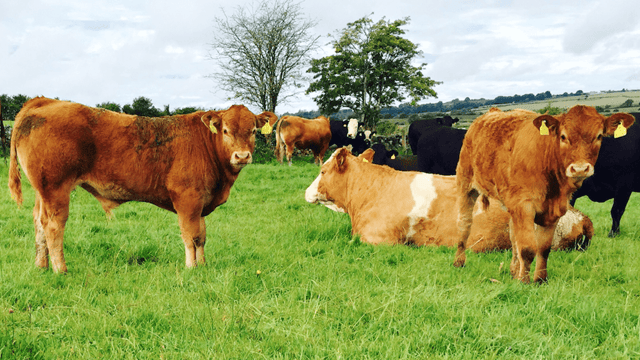 Beef industry measures receive 'unanimous Dáil support'