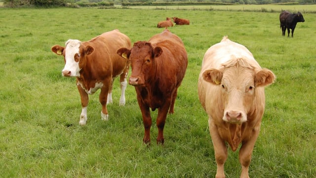 Monaghan drystock farm hosts craft classes