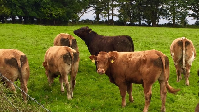 What proportion of herds in Ireland are positive for IBR?