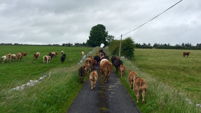 Creep grazing crucial for stress free weaning - Teagasc