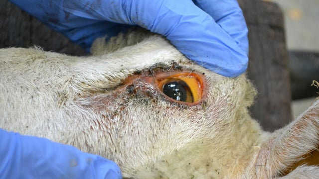 Why sheep are vulnerable to copper poisoning and what breeds are most at risk
