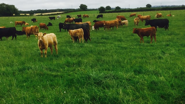 AgriLand vet: Why early scanning of suckler cows makes financial sense