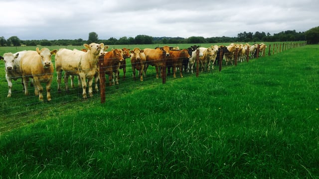 North/south heifer price difference remains at close to 10c/kg