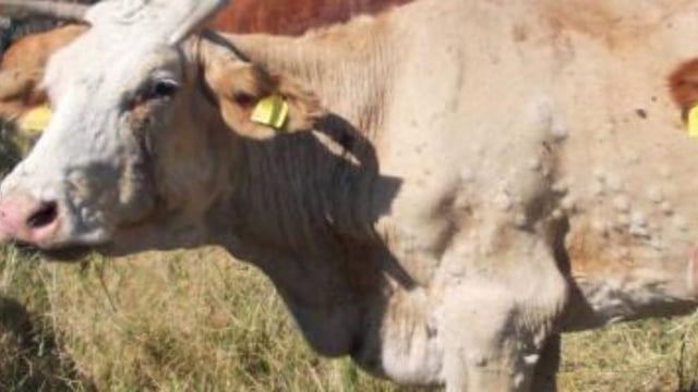 What is lumpy skin disease and why is it causing problems in south-eastern Europe
