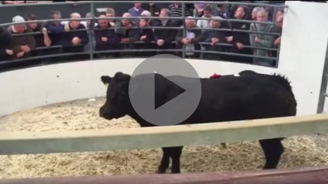 Amazing prices at Roscommon Mart's first weanling show and sale of the year
