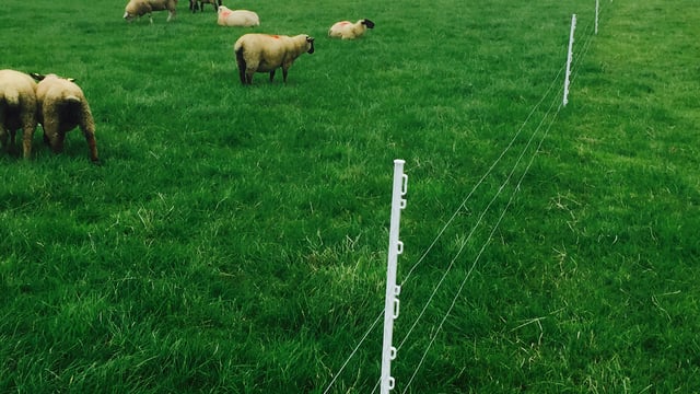 Organic Farming Scheme to re-open with immediate effect