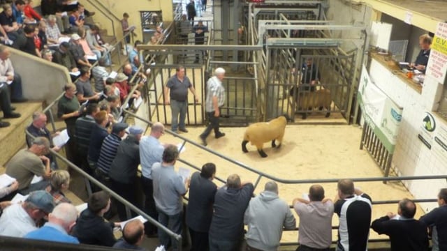 Rams sell to €980 at Sheep Ireland's elite multi-breed sale