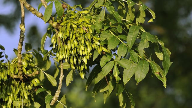 Ash dieback now in all 26 counties to a 'greater or lesser extent'