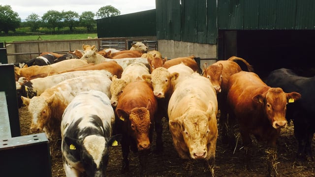 'Feedlots need to be banned in this country' - Fitzmaurice