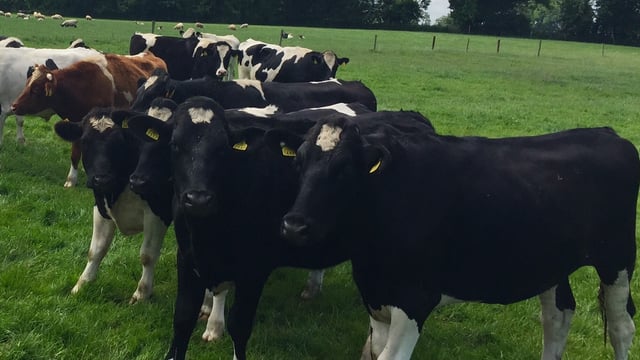 UK/Irish beef price differential rises to 60c/kg