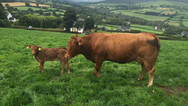 Have Irish farmers used technology to improve their businesses without realising?