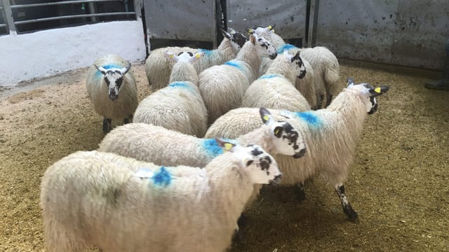 First signs of falling lamb prices as some quotes fall 5c/kg