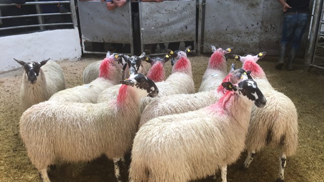 Deja vu for hogget finishers