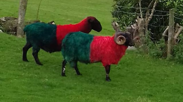 These sheep are baaa-cking Mayo to win the All-Ireland!