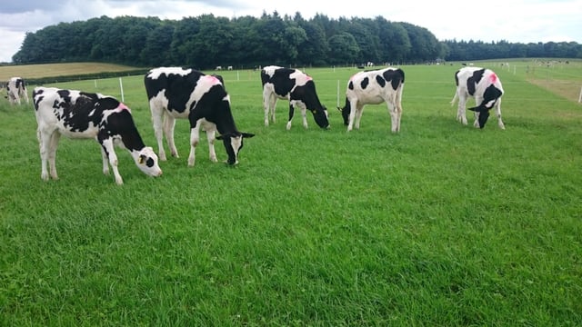 'Heifer rearing is a hidden cost on many dairy farms'
