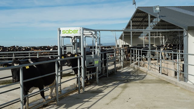 Dairy draft developments: Saber unveils new user interface