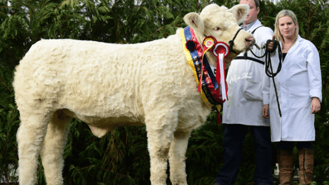 Charolais breeders set to flock to Roscommon for National Show