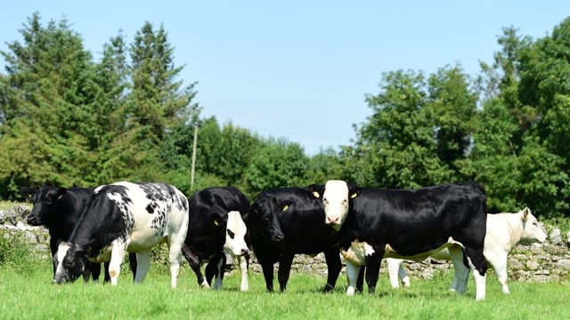 Dovea Genetics to auction six heifers in aid of Bothar
