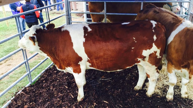 Interested in Fleckvieh cattle? - Check them out at the Ploughing