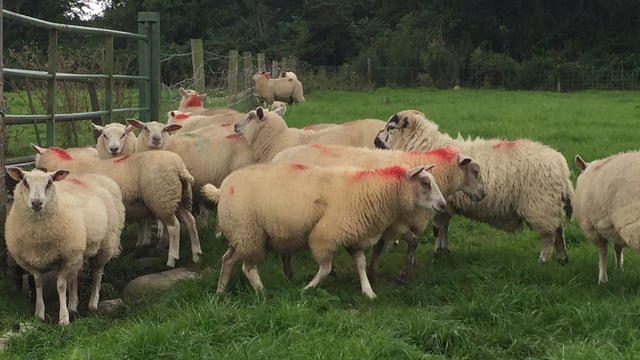 Big kill limits spring lamb price increase