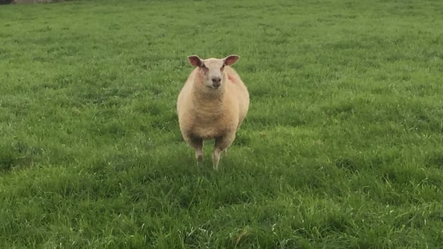 Calls for army to be brought in to deal with a dog that's killing sheep in Wexford