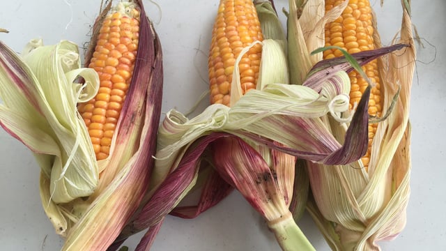 Maize yields set to increase by 20-25% after an 'extraordinary' growing season