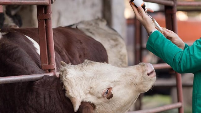 Vetinerary Ireland welcomes proposed bill to amend vet ownership