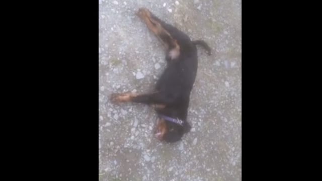 Video: Two dogs have lucky escape after they're overcome by slurry fumes