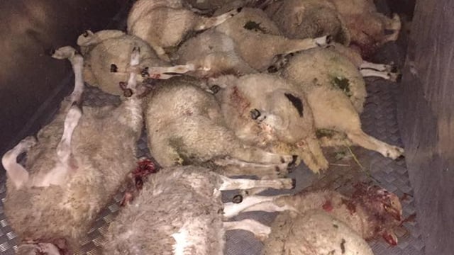 31 lambs worth almost €12,000 killed by dogs in savage attack in the UK