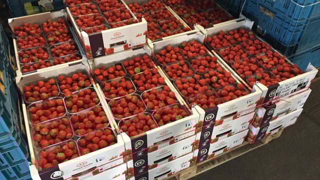 Behind the scenes at one of Europe's largest fruit and veg co-ops