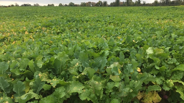 Managing fodder crop grazing this winter