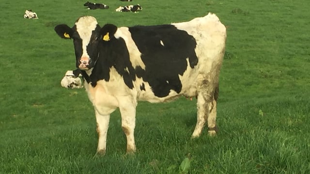 PICS: Moving from a Holstein to a crossbred herd on a large scale