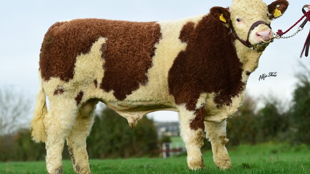 Pics: ICBF announces details of 13 new Gene Ireland bulls