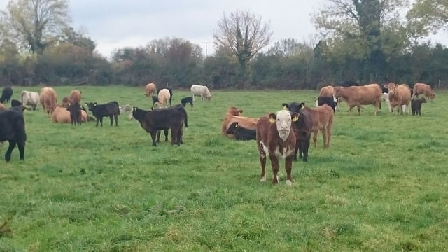 Pics: Matching conventional performance on a suckler-to-beef organic farm