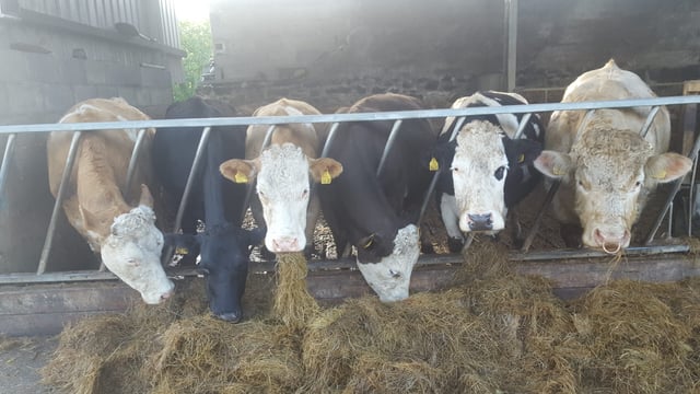 Top award scooped by Irish cattle nutritionist
