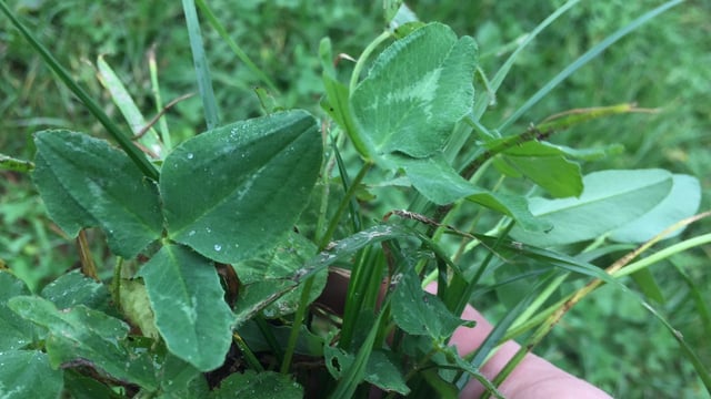 Up to €300/ha as multi-species sward and clover measures re-open