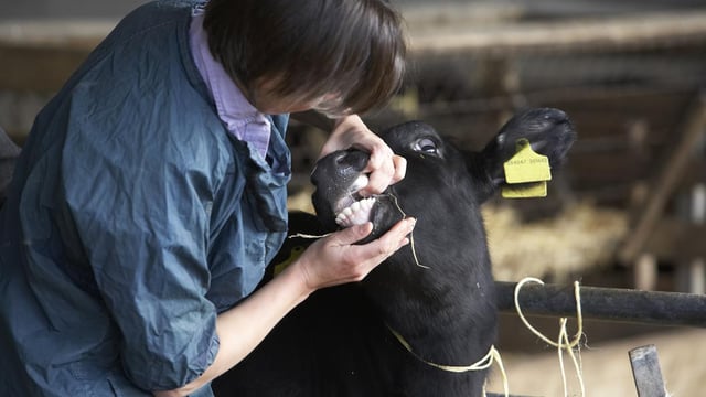 47% of vets 'would consider' selling to a corporate entity