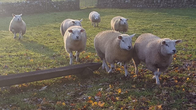 Another livestock theft reported in the North as 43 ewe lambs stolen