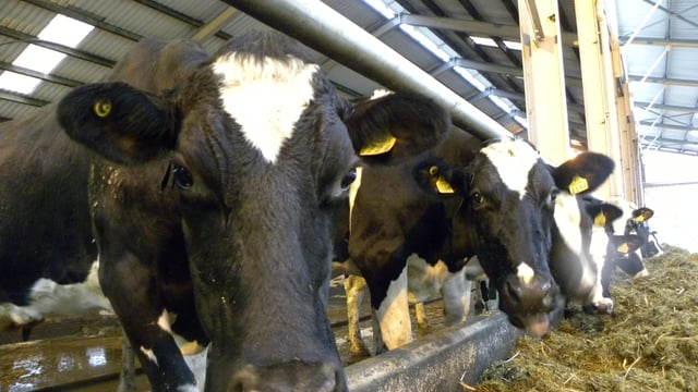Arrabawn introduces three-year Fixed Price Milk Contract