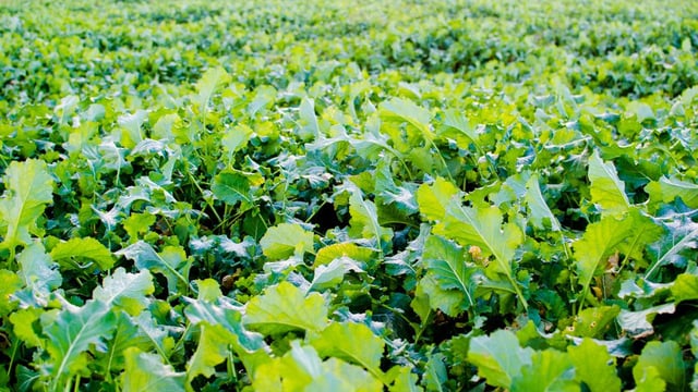 Video: 'Brassicas are a simple crop to grow and they're rocket fuel for animals'