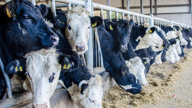 Managing herd health on a 1,200 head finishing unit