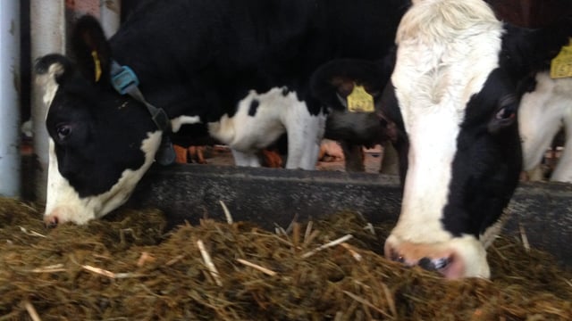 Tentative signs of recovery in the dairy sector - Minister Creed