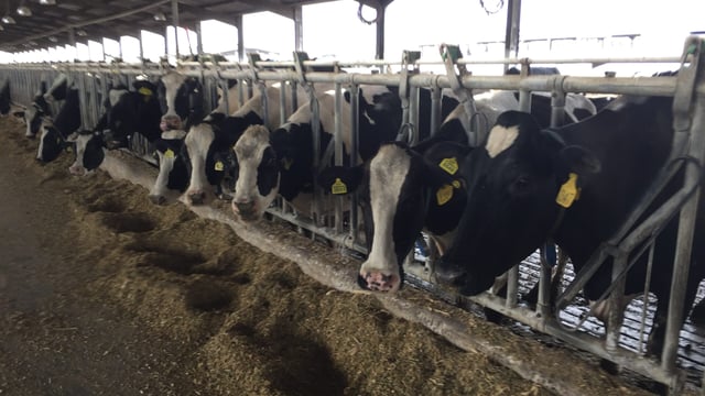 Could Ireland potentially tap into Morocco's €40m heifer import market?