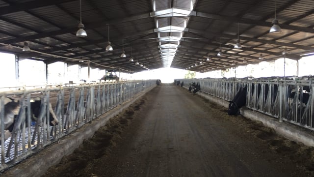 Video: Behind the scenes access to one of Morocco's largest dairy farms