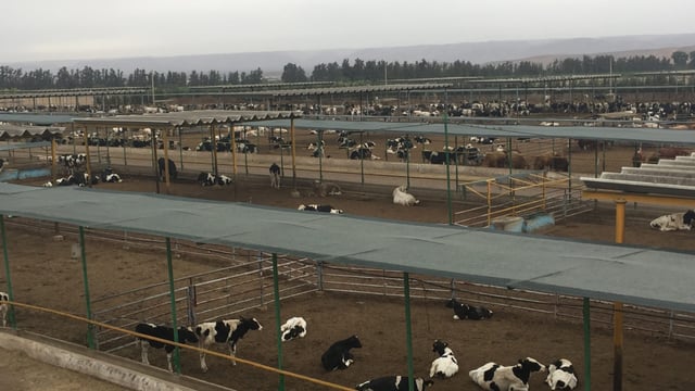 Pics: 7,000 cattle feedlot with a difference in Morocco