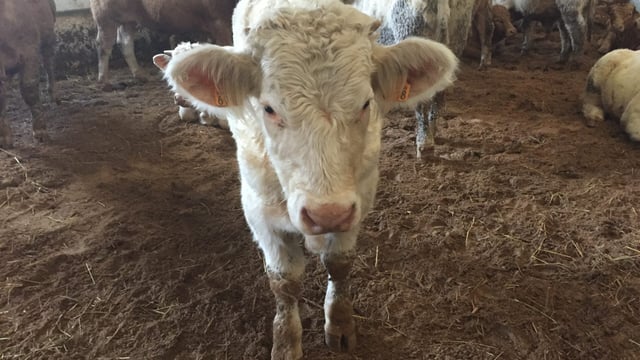 Cattle exporters on a discovery mission in Algeria