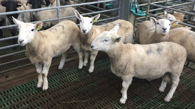 Sheep factories criticised for using 'scare tactics' to drive prices down