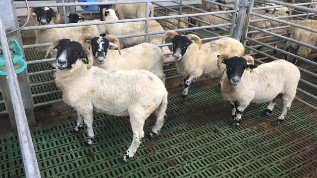 Hogget prices improve but carcass weights remain an issue